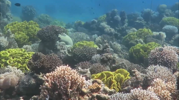 العقبة ..  إنجاز أول مهمة علمية للحفاظ على الشعاب المرجانية