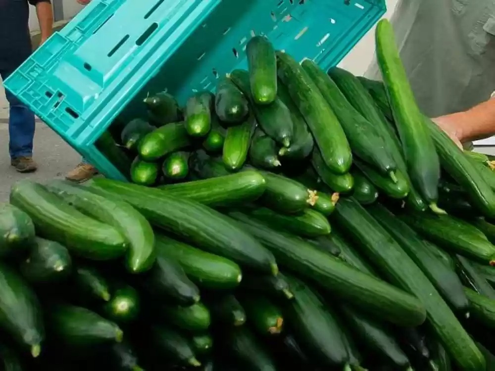 الخيار بـ 80 قرشًا في السوق المركزي الأربعاء