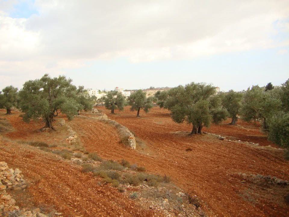قرار اسرائيلي بإزالة أشجار تمتد على 35 دونمًا في رام الله 