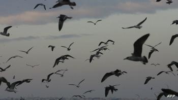 مرض يقضي على أكثر من 50 مليون طائر في أميركا