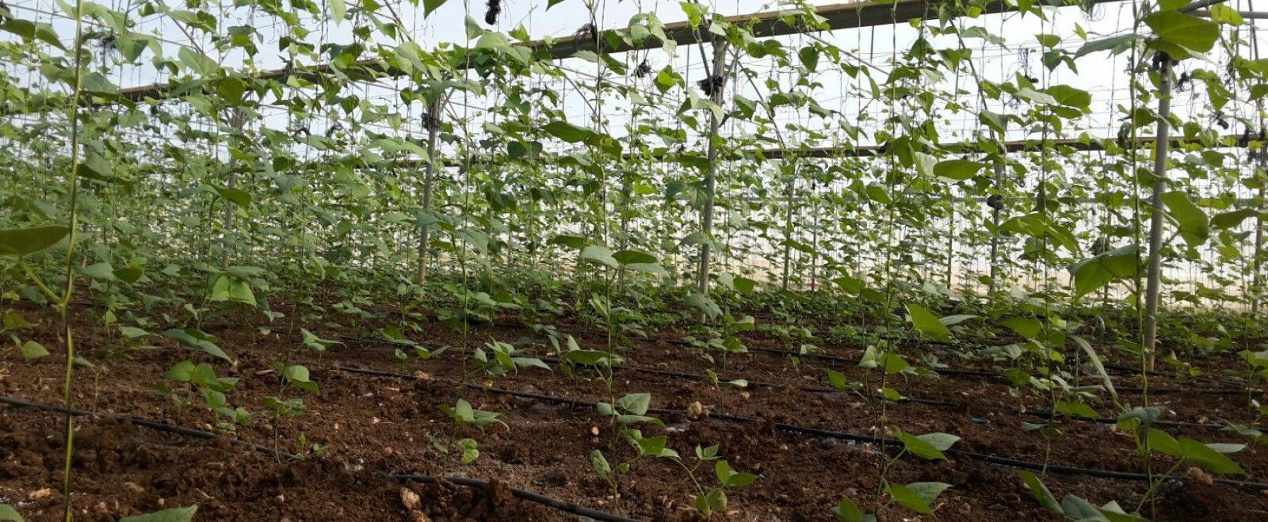 زراعة الطفيلة تدعو إلى اتخاذ الاحتياطات اللازمة لحماية المزروعات من الصقيع