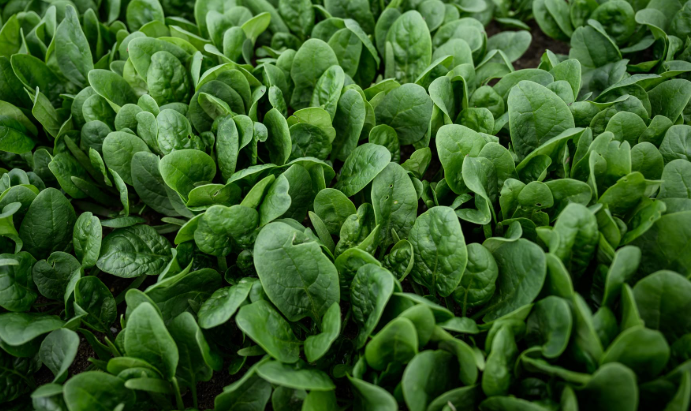 تخطت فائدتها كخضار ..  نسيج قلب بشري نابض من أوراق السبانخ 