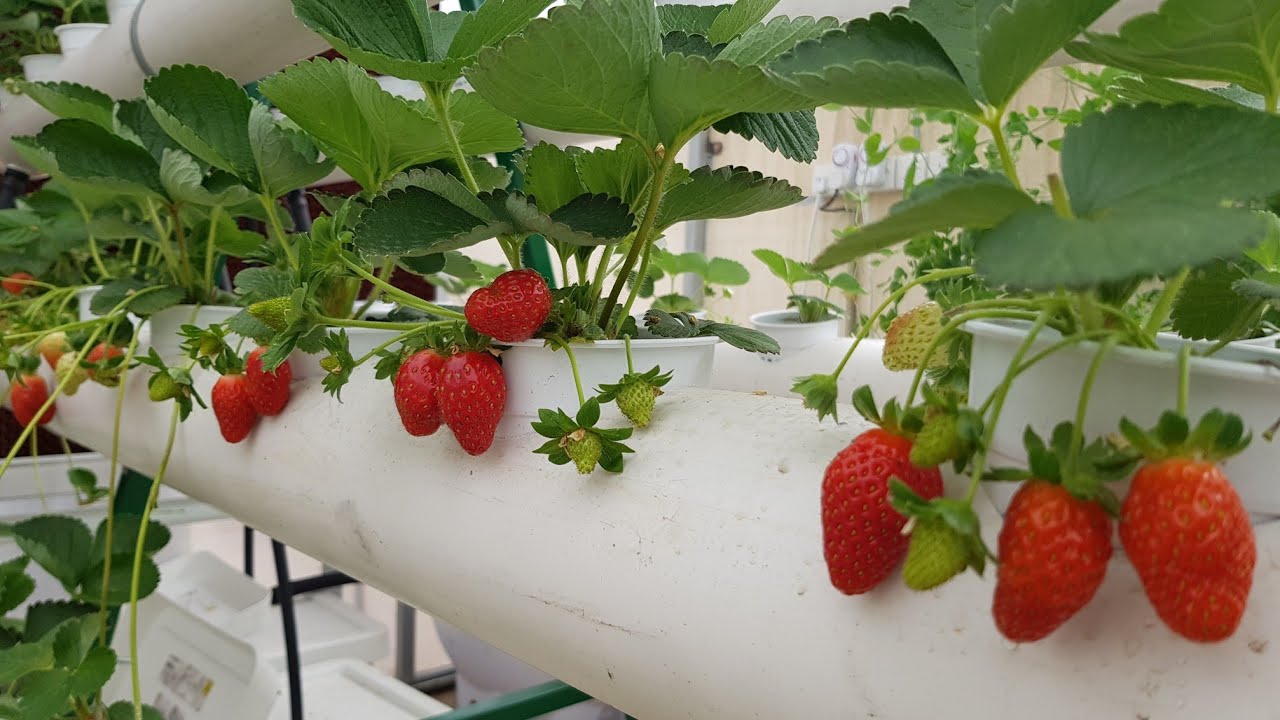 مركز زها الثقافي نموذجًا رائدًا لتطبيق مشروع الأسطح الخضراء