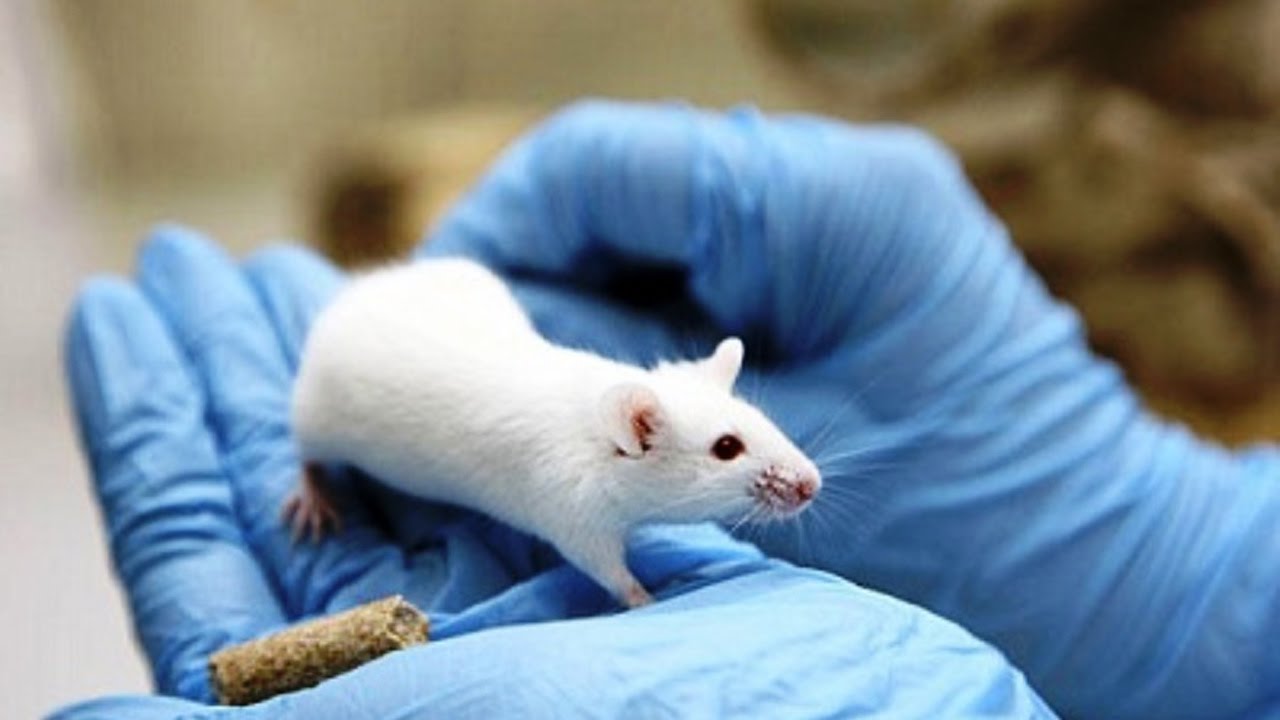 He killed mice in 8 days… Terrifying experiments leaked with a new Chinese virus  Mix