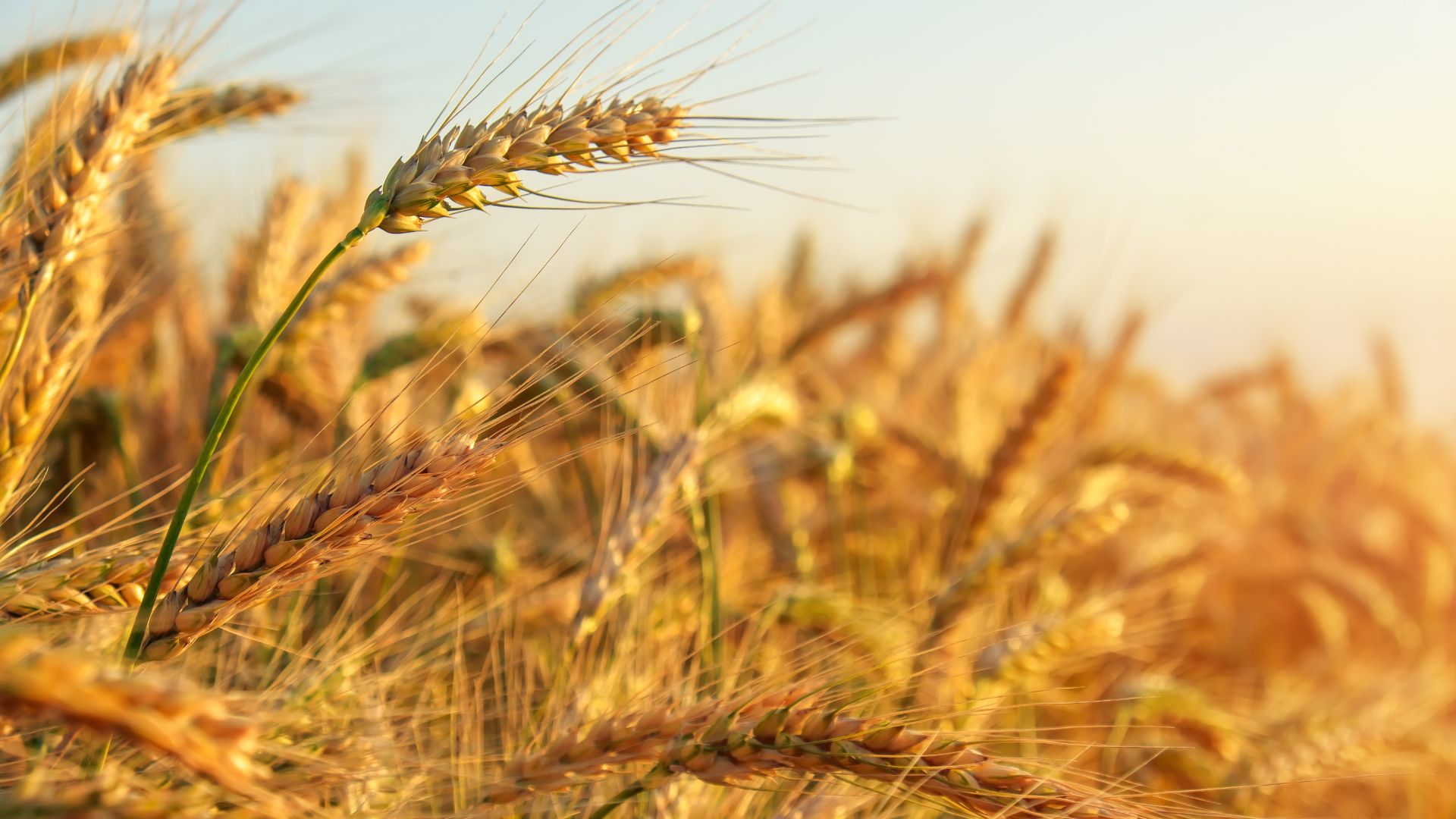 الأردن يطرح عطاءً لشراء 120 طنا من القمح