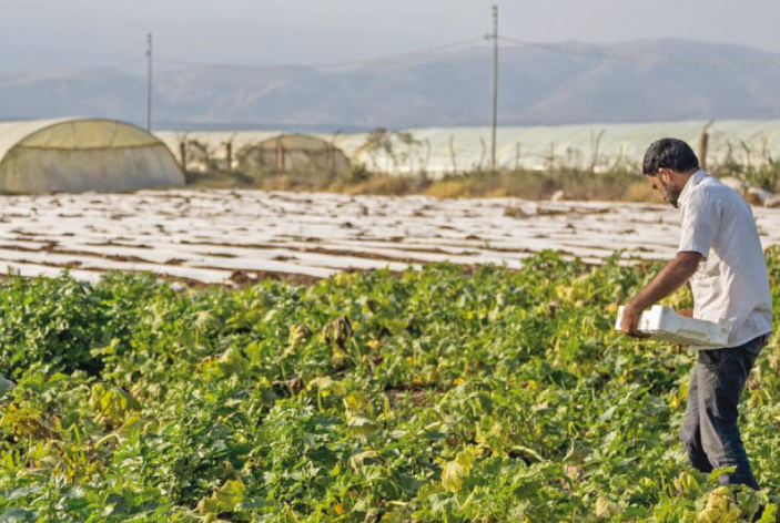  مزارعون في الكرك: الإرشاد الزراعي يعزز كفاءة الإنتاج 