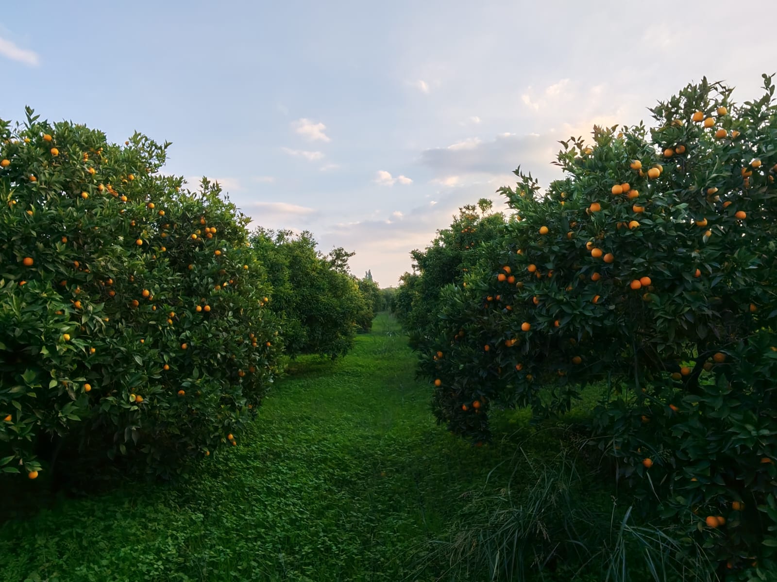 الأمطار تحسن جودة ثمار الحمضيات في الأغوار الشمالية