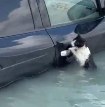  فيديو يرصد إنقاذ قطة في دبي يثير إعجابا واسعا