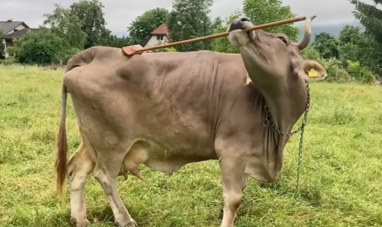 فيديو للبقرة فيرونيكا تحك ظهرها بعصا أذهل العلماء ..  إليك السبب