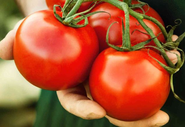 وزير الزراعة: الخضار والفواكه متوفرة بأسعار معقولة جدًا 