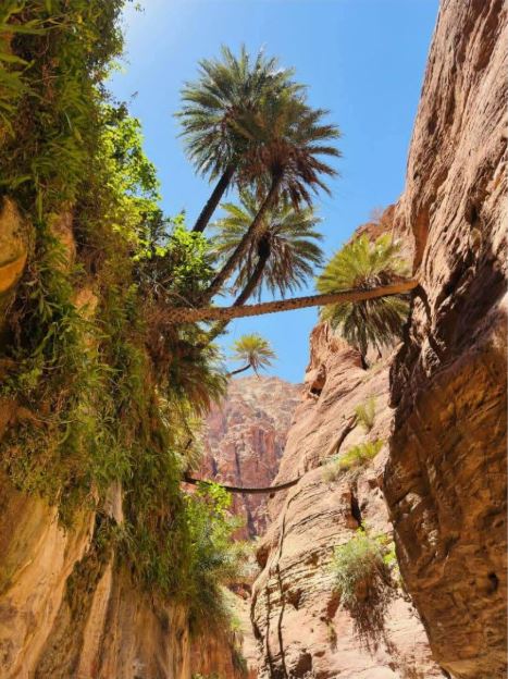 وادي النخيل ..  لوحة طبيعية تجمع التنوع الحيوي والجمال الجيولوجي