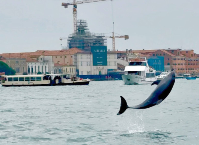 دولفين الأنف الزجاجي ميمو يسبح مطمئناً في فنيسيا