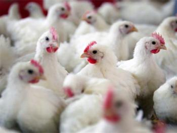 حماية المستهلك تدعو إلى زيادة الرقابة على محال بيع الدجاج