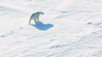 علماء يكتشفون سرعة احترار القطب الشمالي