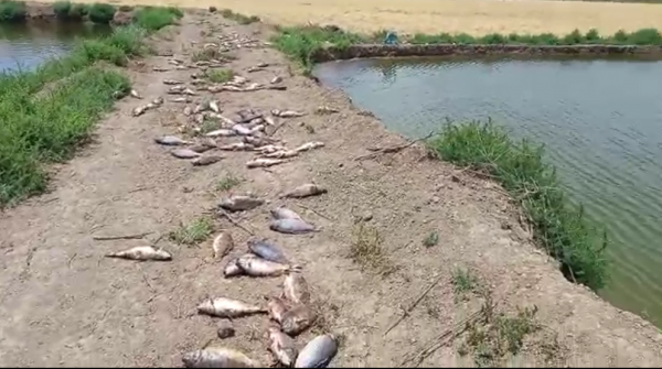 مكافحة الأوبئة: مسبب نفوق الأسماك في وادي الأردن لا ينتقل إلى الانسان