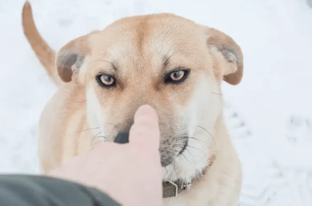 دراسة: بعض الكلاب تستطيع تعلّم الكلمات عبر الاستماع إلى المحادثات 