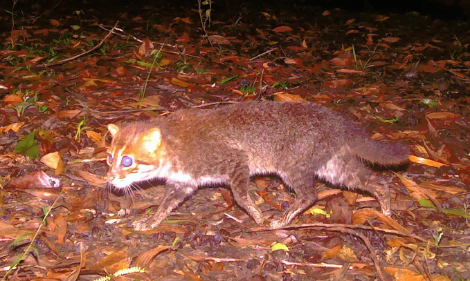 لأول مرة منذ 30 عاماً ..  العثور على أندر أنواع القطط البرية في تايلاند