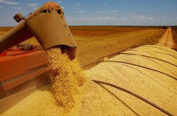 الصين تفرض قيوداً على صادرات نشا الذرة