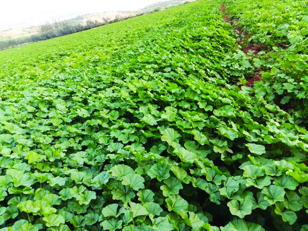 ربيع الخبيزة