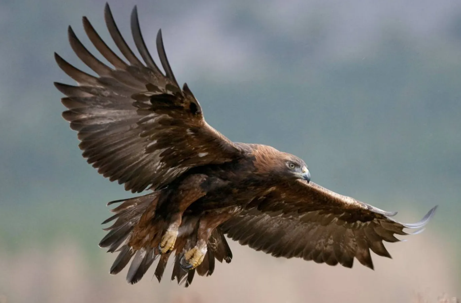 النسر الذهبي يحلق في سماء إنجلترا بعد غياب قرن ونصف