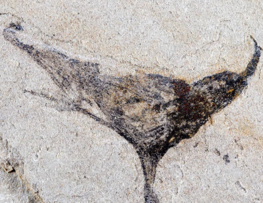 اكتشاف 700 أحفورة تُعطي لمحة عن الحياة قبل 539 مليون سنة