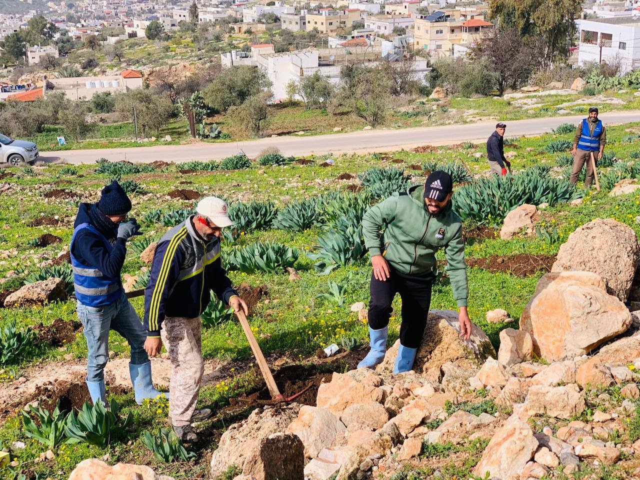 بلديات تواصل حملات التشجير في الأردن