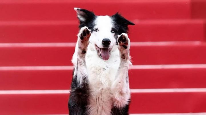 الكلب «ميسي» يخطف الأنظار في مهرجان «كان» السينمائي 