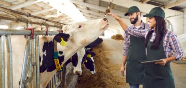 مطلوب مهندس انتاج حيواني 