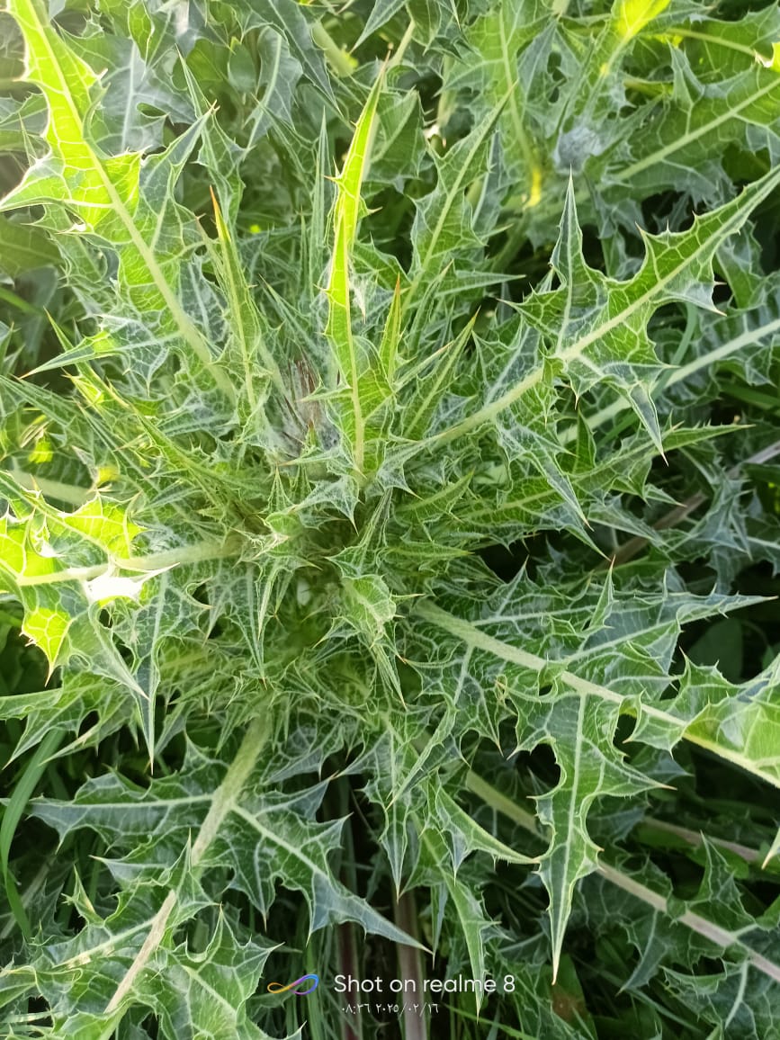 البحوث الزراعية يحصل على تمويل من مؤسسة شومان لمشروع تطوير العكوب