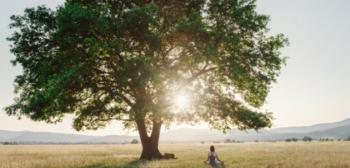 مفهوم أسطورة شجرة الحياة