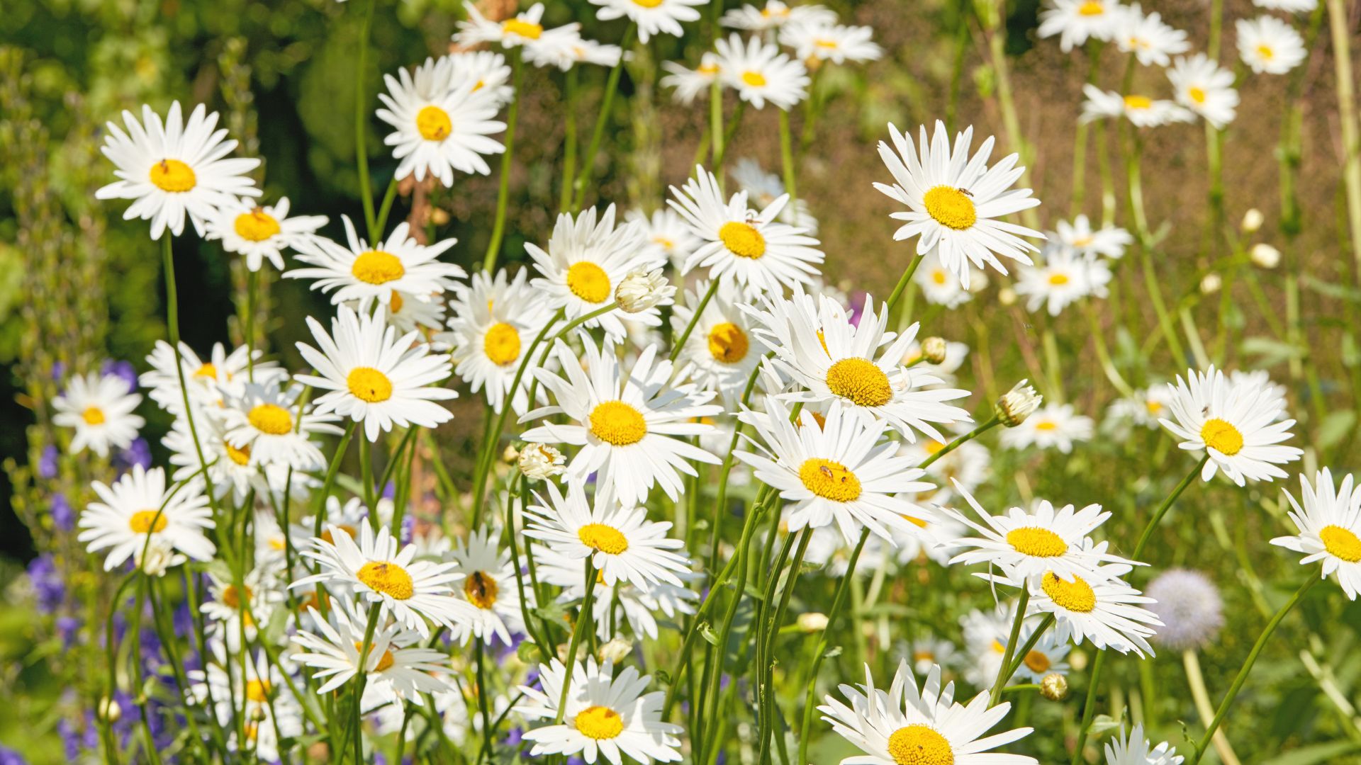 عجلون: الأقحوان الأبيض ثروة طبيعية تعزز الغطاء النباتي والتوازن البيئي