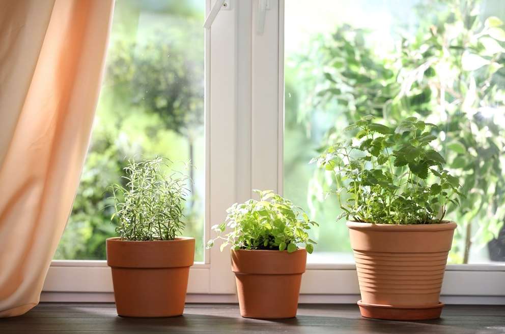 نباتات مثالية للمطبخ ..  تنمو بسهولة وتغيّر الأجواء بالكامل