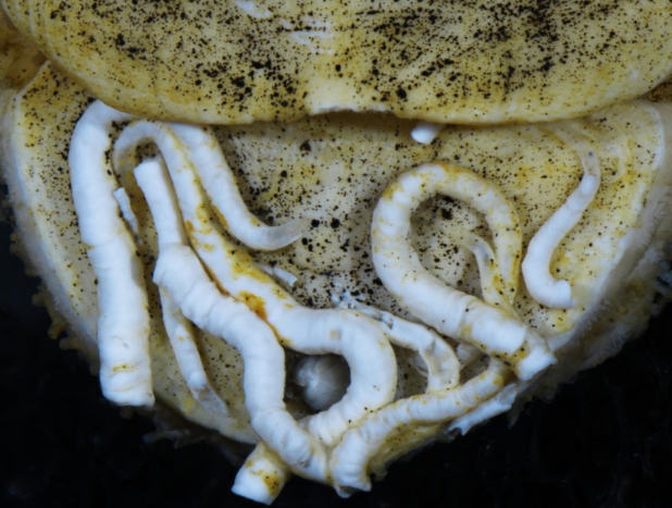 مستخدمو الإنترنت يطلقون اسماً جديداً على كائن بحري مكتشف حديثاً