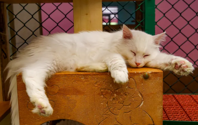 6 خرافات شائعة عن القطط… العلم يجيب أخيرا