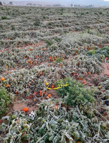 الصقيع يضرب محاصيل البندورة والفول والبطاطا والكوسا في عدة مناطق