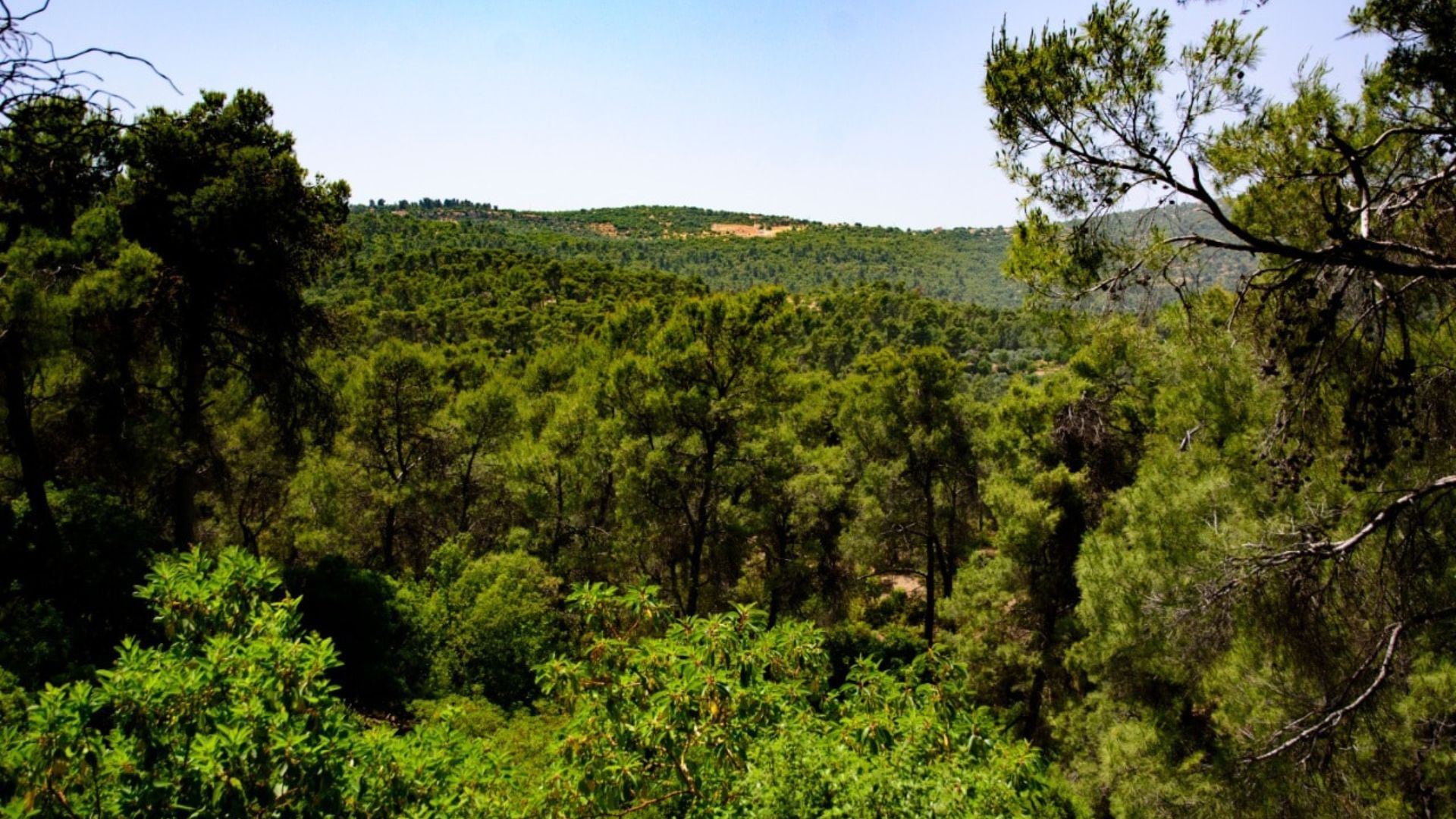 في اليوم الدولي للغابات ..  الأردن يتوسع في التحريج وحماية الغابات