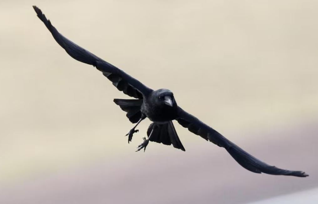 دراسة تكشف أسراراً جديدة عن حياة الغربان
