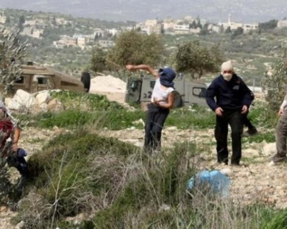 مستوطنون يقتحمون حقول الزيتون في مخماس شمال القدس