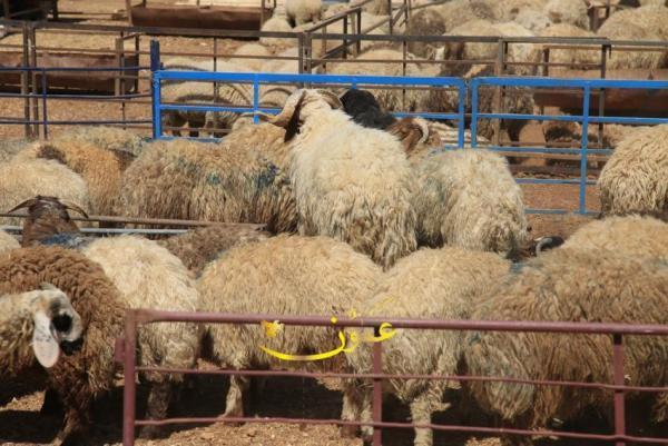 الزراعة: 600 ألف خروف مربوط للعيد والأردني لا يعلى عليه