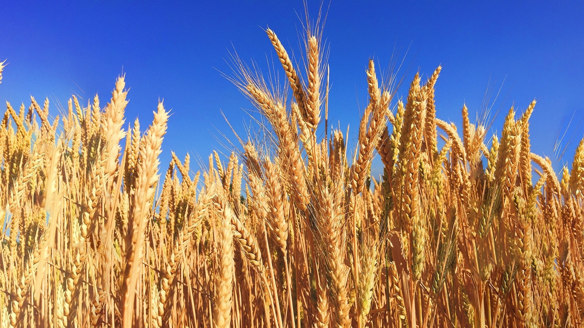 الزراعة: موسم ناجح فوق المعدل ..  وترقب لزيادة كميات انتاج القمح والشعير