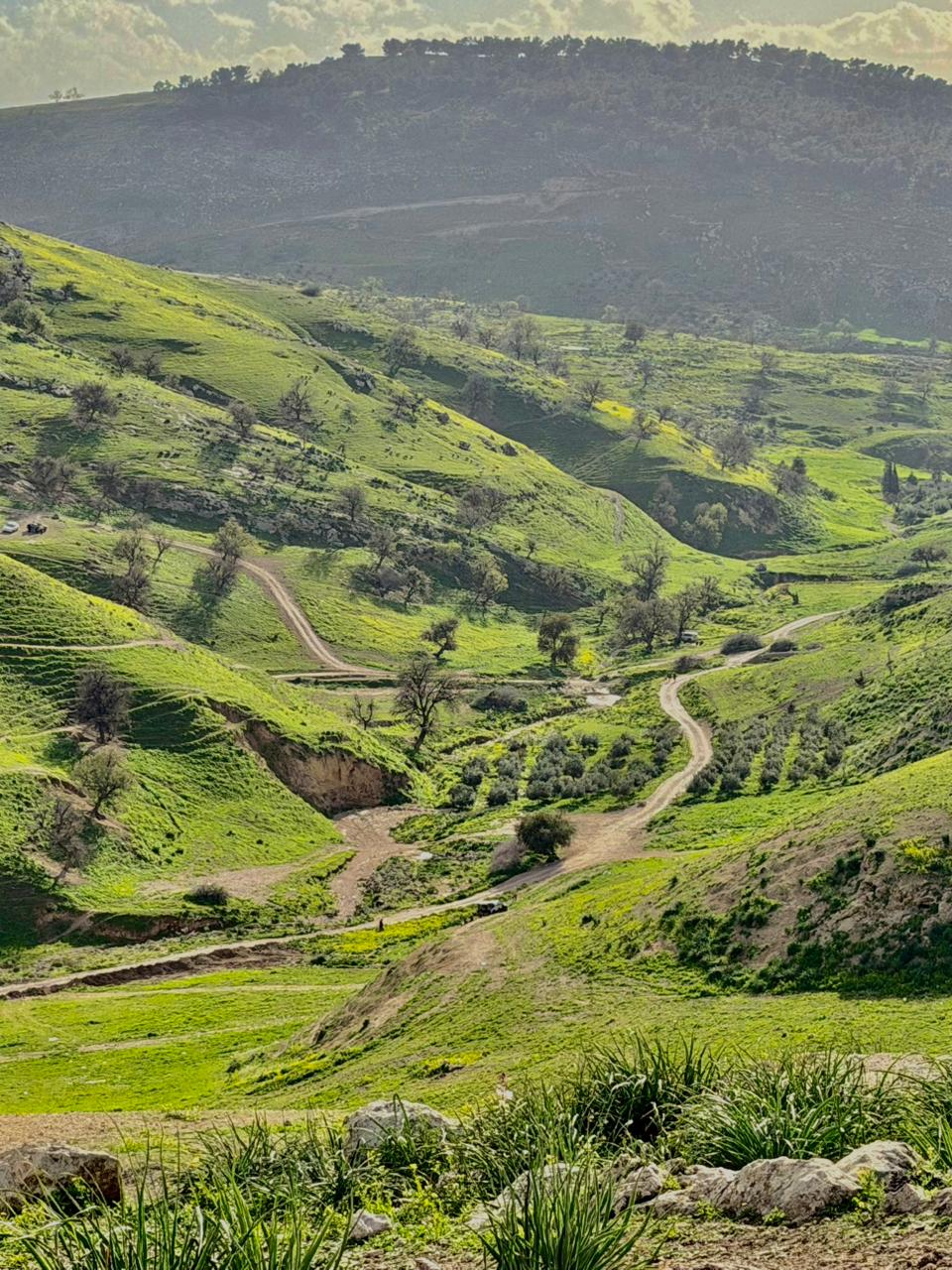 ربيع الأردن 2026 يخطف القلوب ..  ومؤثرون قطريون: كأنها قطعة من الجنة