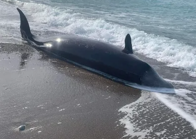 زعانف حيتان ممزقة على الشواطئ ..  هذا تفسيرها