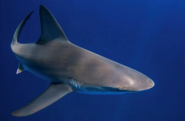 اكتشاف أثري ..  البشر اصطادوا وأكلوا أسماك القرش قبل 7 آلاف عام