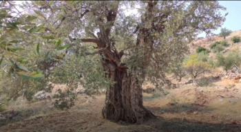 النجار: شجرة المهراس الأردنية النواة الأم لسلالات زيتون العالم 