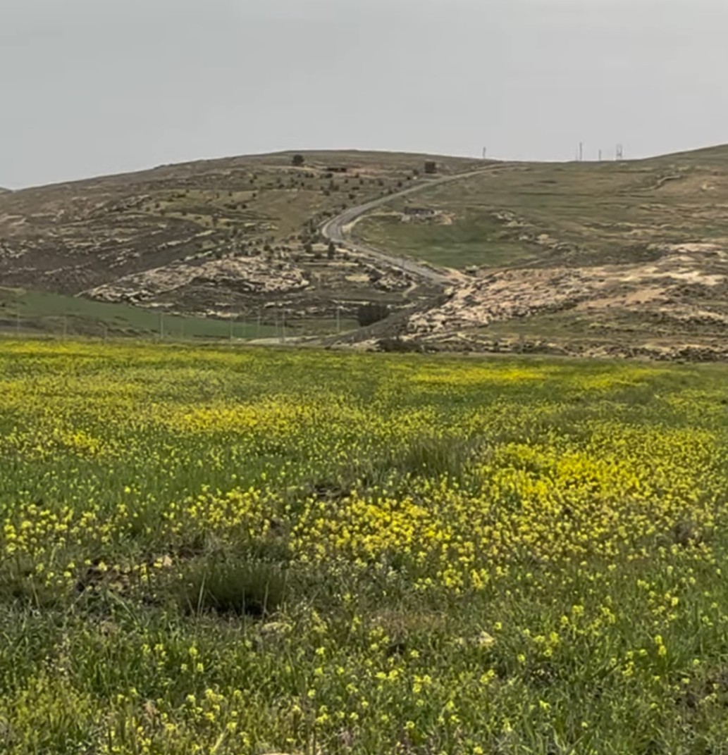أمطار الطفيلة تنعش المراعي وتحسن الواقع الزراعي