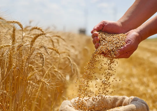 الأعلى للأمن الغذائي: يصعب الوصول إلى مرحلة الاكتفاء الذاتي من القمح والأرز 