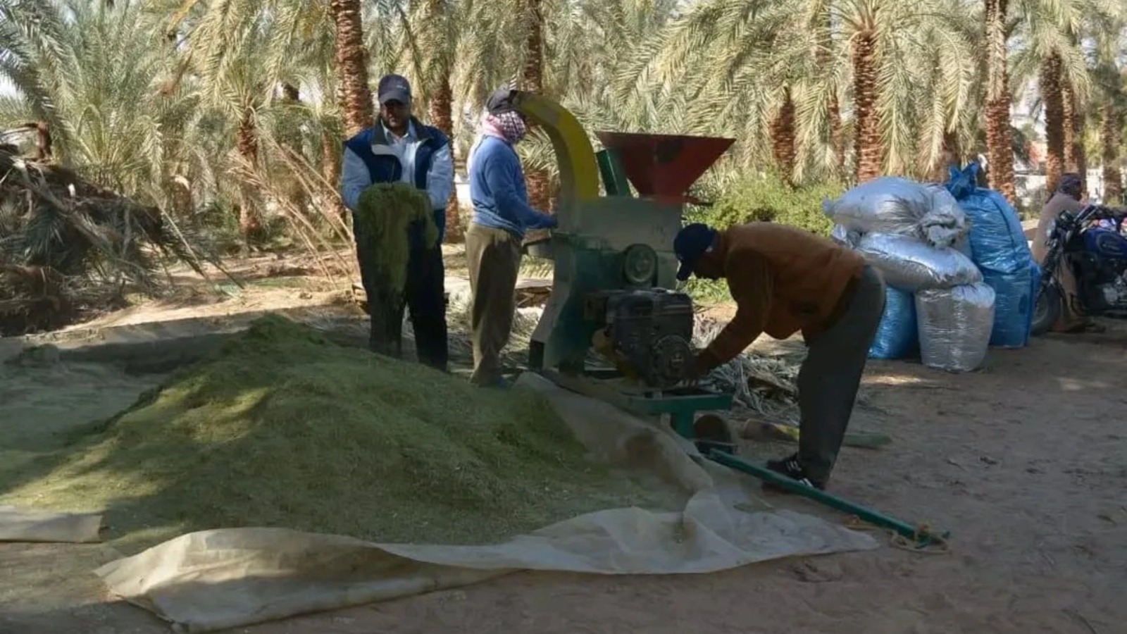 تدوير المخلفات الزراعية لأعلاف يدعم الاقتصاد الأخضر ويخفف العبء البيئي
