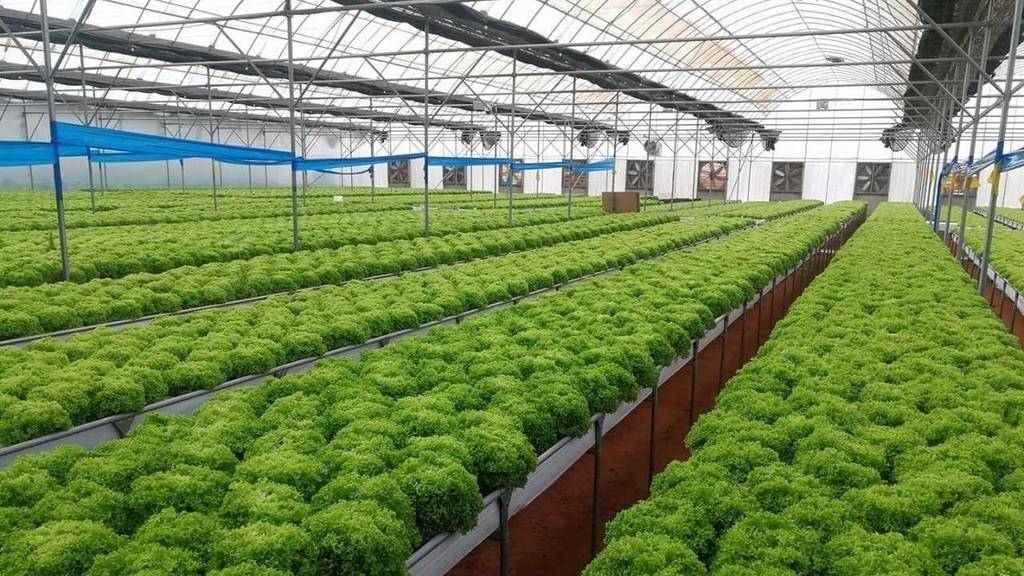 زراعة الكورة تحذر المزارعين من الصقيع