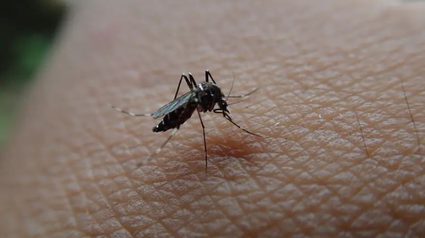 بحث علمي يوضح ..  هكذا تجدك البعوضة وتهاجمك