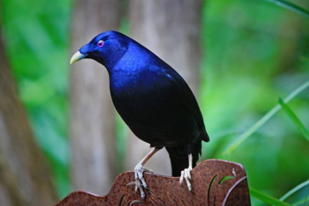 الطائر الأكثر أناقة في العالم… 7 سنوات لتكتمل عيونه الساحرة